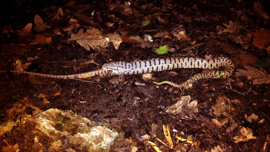 il pasto dell''aspide (Vipera aspis francisciredi)